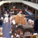 Le Musée Régional des Sciences naturelles de Mons vit ses derniers aménagements !