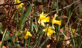 Les jonquilles : une cueillette sous surveillance