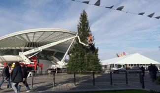 Le roi des fôrets (ré)apparait sur la place Léopold !