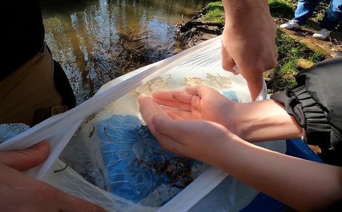 De la classe à la rivière : des élèves relâchent 200 truites dans la Petite Honnelle