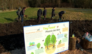 Jemappes - Une Tiny Forest plantée par des élèves