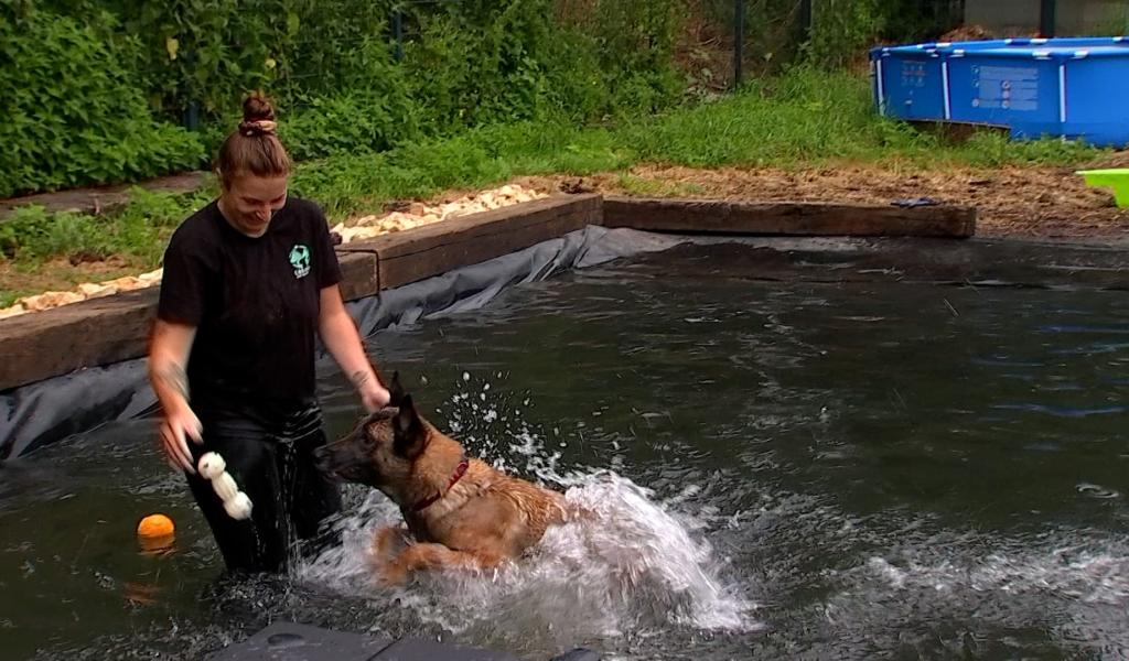 Une piscine pour chiens : l'Etoile de Bonté lutte contre les effets de la canicule