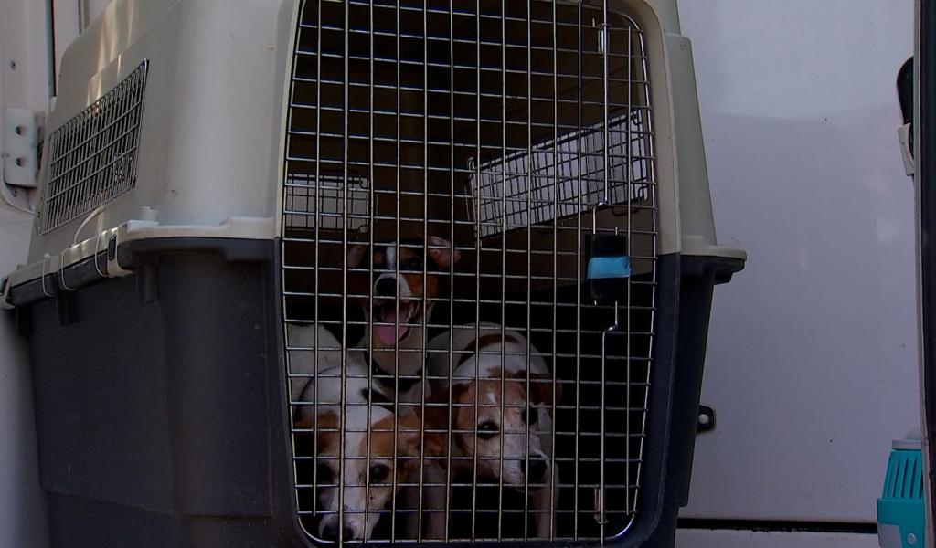 Bien-être animal : un nouveau code plus strict