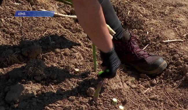 La météo de l'été au printemps, les cultivateurs et les vignerons s'adaptent