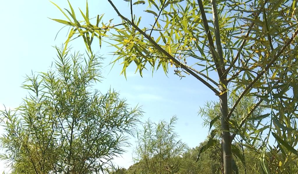 Hensies : une étude scientifique plante des arbres pour gérer la pollution des sols