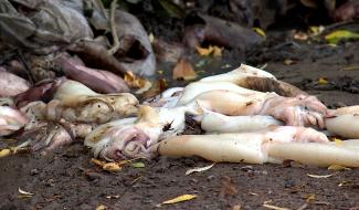 Mons-Borinage : un troisième dépôt sauvage de mollusques en une semaine