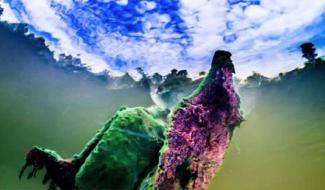 Découvrez la face cachée des Marais d'Harchies!