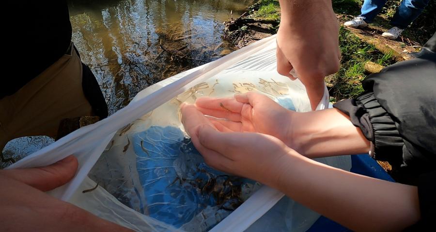 De la classe à la rivière : des élèves relâchent 200 truites dans la Petite Honnelle