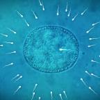 Don de sperme : vers une levée de l'anonymat des donneurs