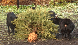 Les chèvres aiment le sapin... mais pas seulement!