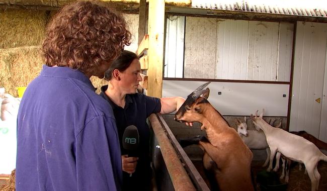 Journées fermes ouvertes : La chèvrerie des cerisiers ouvre ses portes au public ce dimanche à Quévy-le-petit