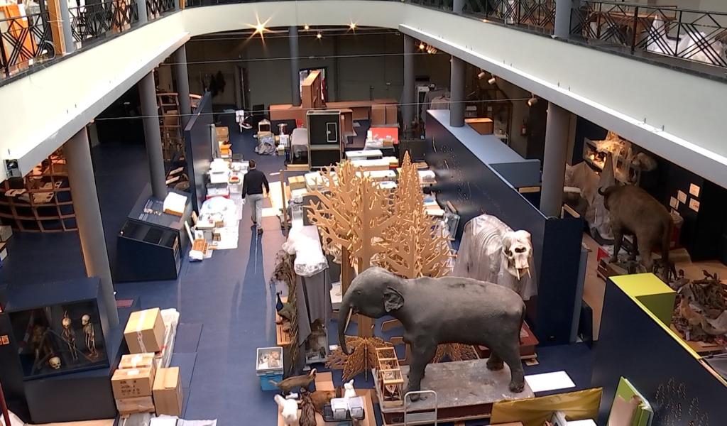 Le Musée Régional des Sciences naturelles de Mons vit ses derniers aménagements !