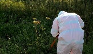 Boussu : les “experts” communaux s’attaquent à la Berce du Caucase