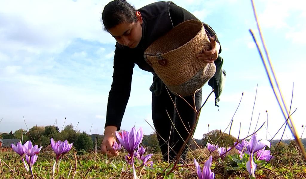 La safranière du Mont Panisel a 10 ans!