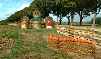 Fête de la courge : Plus d'une centaine de variétés à cueillir ce week-end