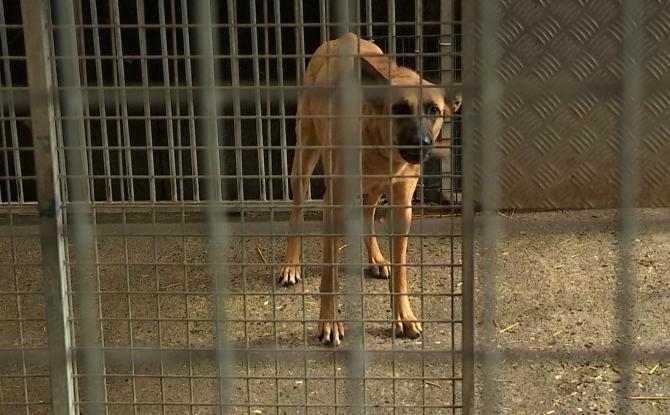 Chiens abandonnés et afflux de chatons : l’Arche de Noé lance un cri d’alarme