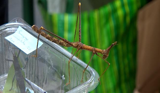 Ento-Mons : Les passionnés d'insectes rassemblés à l'AP Jean D'Avesnes pour la bonne cause