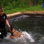Une piscine pour chiens : l'Etoile de Bonté lutte contre les effets de la canicule
