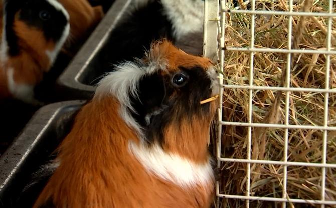 Nothing But Pets : l'ASBL pour petits mammifères à Obourg