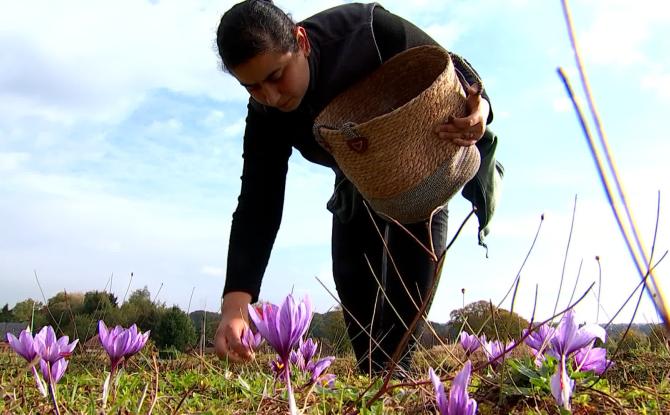 La safranière du Mont Panisel a 10 ans!