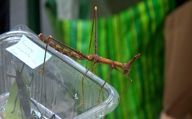 Ento-Mons : Les passionnés d'insectes rassemblés à l'AP Jean D'Avesnes pour la bonne cause