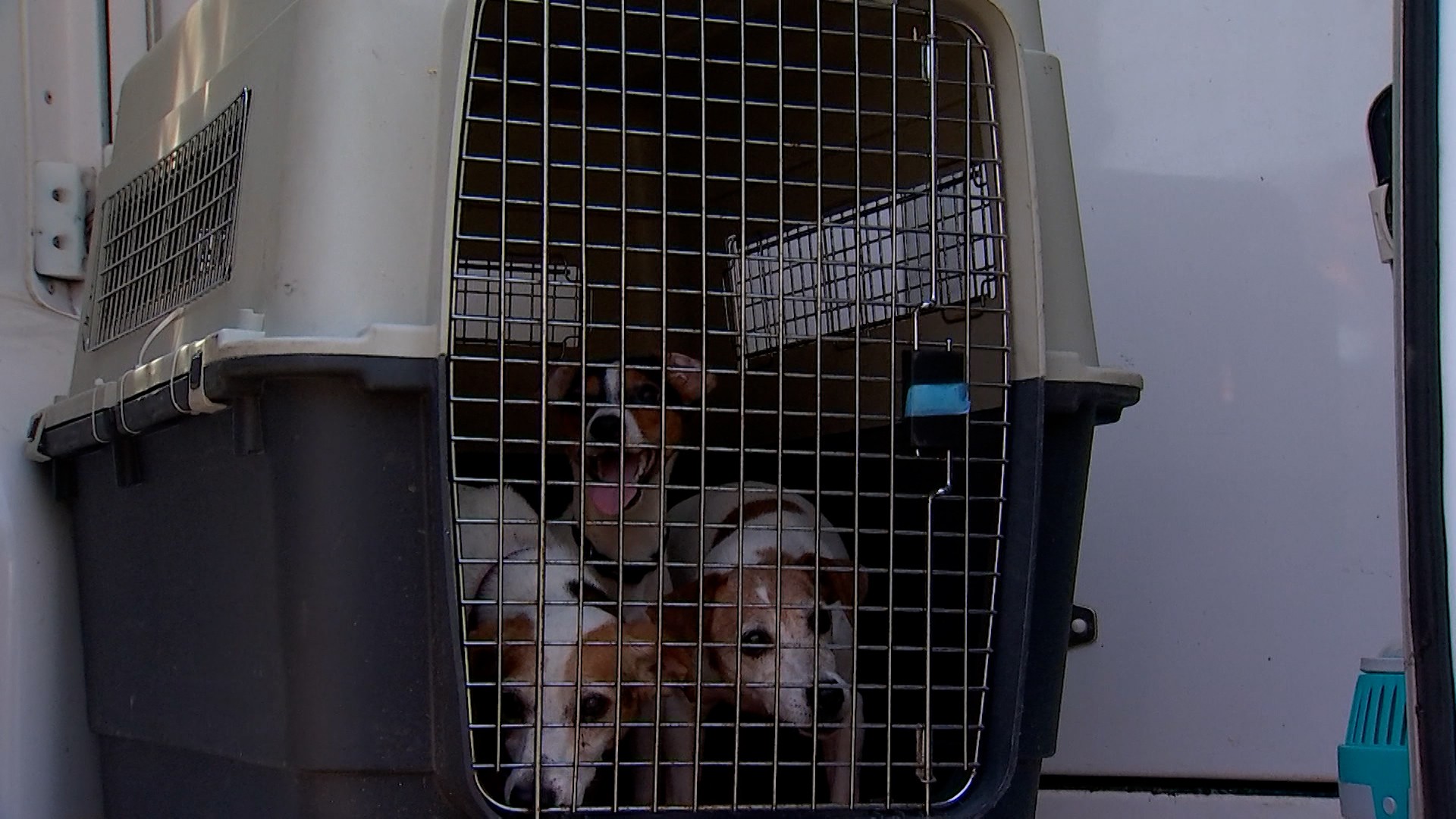 Bien-être animal : un nouveau code plus strict
