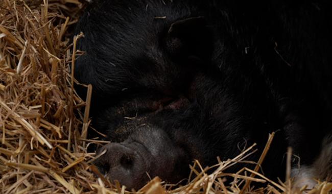 Seule dans sa prairie à Quaregnon, Poupoune espère un foyer pour Noël !