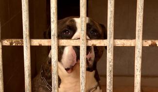 Elections 2024 : Les revendications du bien-être animal