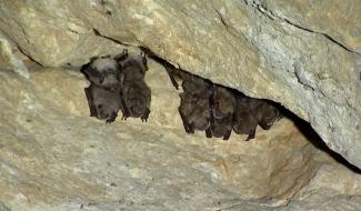 Cuesmes : recensement annuel des chauves-souris à la Malogne