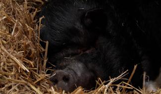 Poupoune a trouvé une nouvelle famille