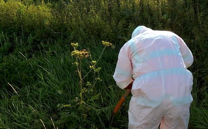 Boussu : les “experts” communaux s’attaquent à la Berce du Caucase