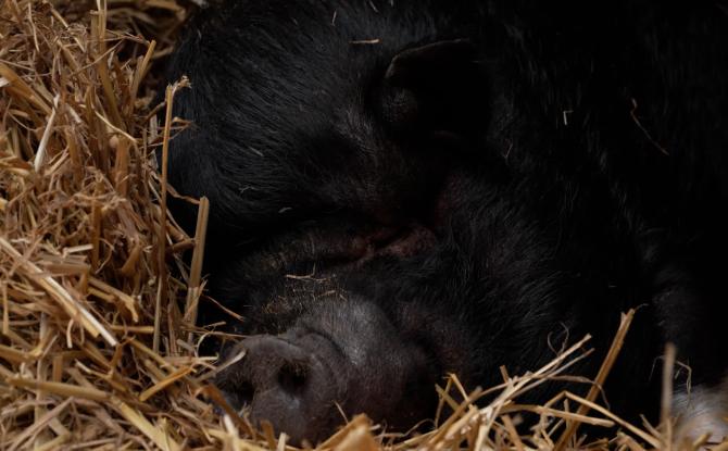 Poupoune a trouvé une nouvelle famille
