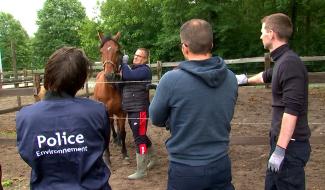 Des policiers formés à la gestion des grands animaux