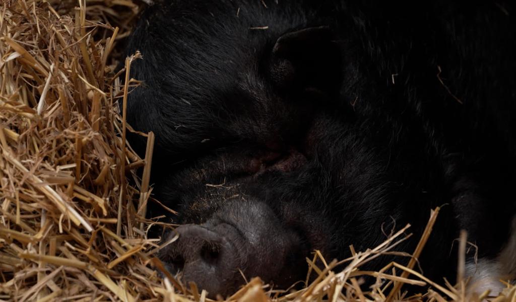 Poupoune a trouvé une nouvelle famille