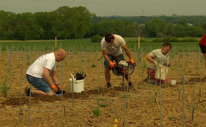 Vignoble à Saint-Symphorien: les premières vignes sont plantées!